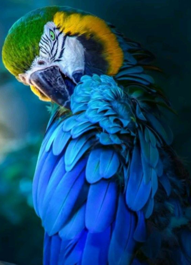 BRASIL